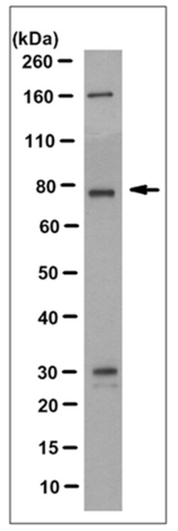 MilliporeSigma Mouse anti-Ezrin (Ascites Free), Clone: 4A5, 100&mu;g:Antibodies,